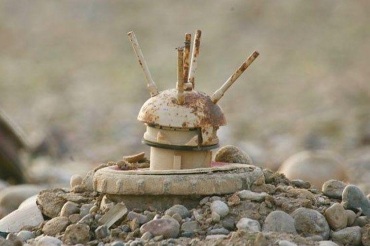 کشته و زخمی شدن چهار روستایی بر اثر انفجار مین کشته و زخمی شدن چهار روستایی بر اثر انفجار مین