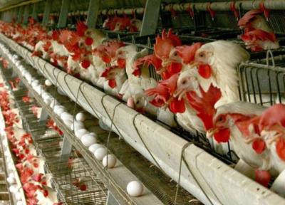 آیا قیمت مرغ تا خاتمه پاییز کاهش می یابد؟