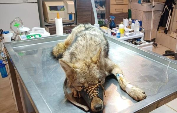 نجات یک گرگ به وسیله محیط زیست البرز