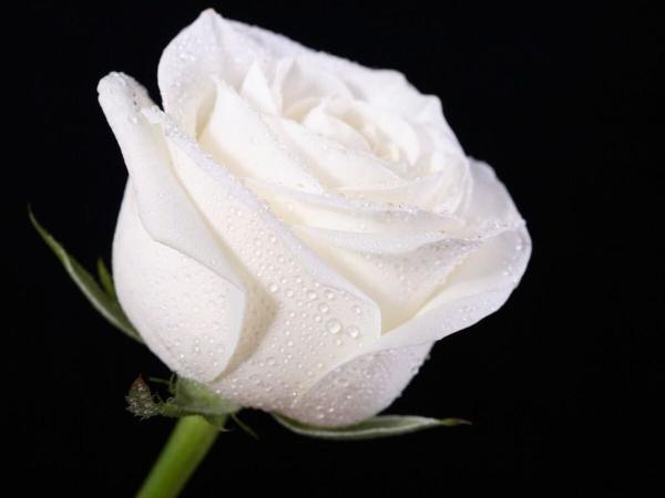اگر فکر می کنید باهوش هستید سایه اصلی این گل را زیر 10 ثانیه پیدا کنید