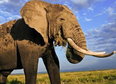 رفتار عجیب فیل ها؛ دزدی در روز روشن!، عکس