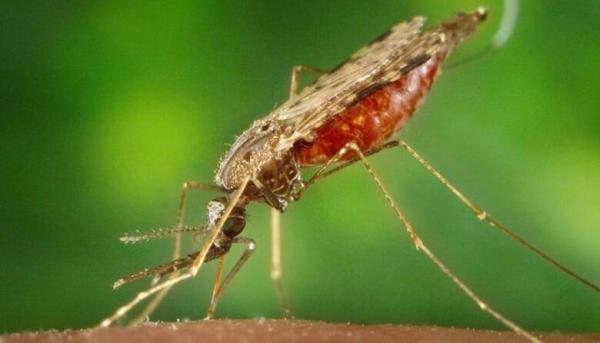 راهکارهایی برای در امان ماندن از خطر مالاریا