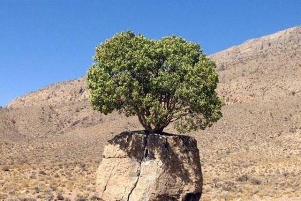 ثبت 2 درخت کهنسال ارسنجان فارس در فهرست آثار ملی ایران